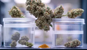 Fine Fettle Converts All Nine Connecticut Dispensaries to Hybrid Medical-Adult-Use Model